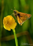 Large Skipper 3